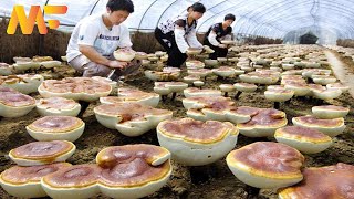 How To Red Reishi Mushroom Farming From Wooden Log  Reishi Mushroom Harvesting  Modern Farm➤45 [upl. by Elakram]