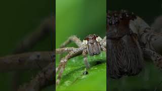 The Huntsman Spider  australia wildlife shorts [upl. by Emiatej]