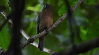 Thickbilled SeedFinch Sporophila funerea resting [upl. by Yenar]