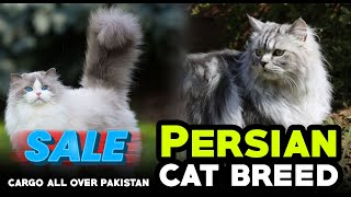 Persian Cats For Sale  Different Colors Available  Cats For Sale  Persian Cat  kittens for sale [upl. by Dahaf906]