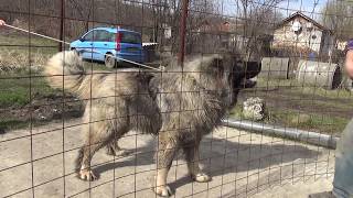 Caucasian shepherd aggressive [upl. by Nikral]