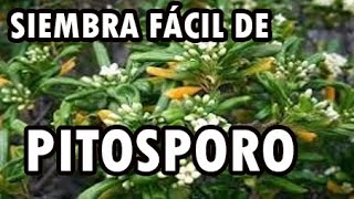 Pitosporo Pittosporum tobira [upl. by Oap]