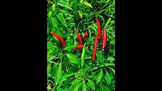 Hot  Red Thai chili peppers [upl. by Attesor]