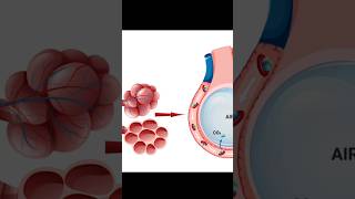 Surface Area  Alveoli amp Pulmonary Capillaries physiology lungs respiration [upl. by Sontich833]