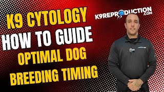 Canine Vaginal Cytology StepbyStep Guide for Optimal Dog Breeding Timing  Hoak Labs Kit Overview [upl. by Amsden]