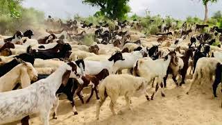 Goats and Sheeps are moving towards forest in morning time in thar desert [upl. by Casta]