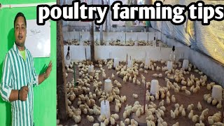 broiler poultry farming tipspharming India [upl. by Meek256]