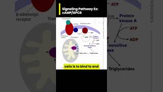 GPRC Signaling Pathway the role of cAMP [upl. by Ineslta942]