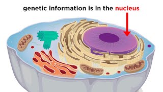 Eukaryotic Cells Part 1 Animal Cells and Endosymbiotic Theory [upl. by Leonor]