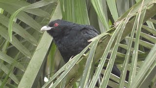 Eastern Koel Calling Eudynamys orientalis HD Video Clip 1  2 [upl. by Owens]