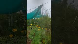 Morning dew trendingshorts love veggiegarden trendingreels nature trendingsongs gardenideas [upl. by Oric]