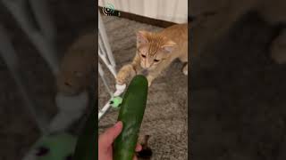 The Truth Revealed  Cats vs Cucumbers [upl. by Haroppizt]