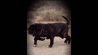 Giant Neapolitan Mastiff Running [upl. by Prissie]