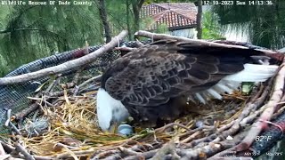 Rose lays a second egg Wildlife Rescue of Dade County Wildlife Rescue of Dade County Eagle Nest Cam [upl. by Ohara]