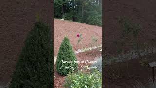 Early September Darcey Bussell Garden Update roses rosegarden gardening rosa latesummer [upl. by Adolphus]