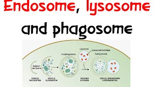 Endosome Lysozome and phagosome [upl. by Zelle]