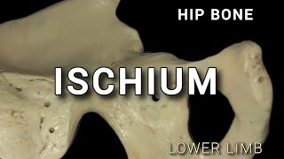 ISCHIUM  HIP BONE [upl. by Nnylanna589]