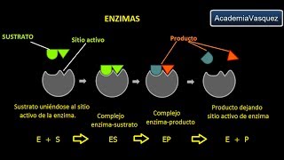 Enzimas Estructura Características y Funciones [upl. by Ettevol]