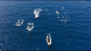 Maui Hawaii  Whale Migration 2022 [upl. by Dolora606]