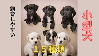 【初めて犬を飼う人必見】飼いやすい小型犬１５種類を一挙にご紹介 [upl. by Aldridge]