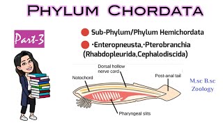 Part3 Hemichordata or AdelochordataDetailed Classification of ChordatesMsc 1st year Bsc Zoology [upl. by Deehahs]