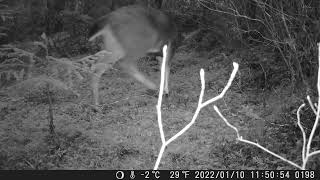 Spike SitkaBlacktail Deer on Mitkof Island Trail Camera [upl. by Otnicaj]