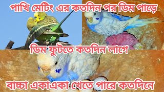 বাজরিগার পাখি মেটিং করার কতদিন পর ডিম পাড়ে । পাখির ডিম কতদিনে ফোটে । বাচ্চা কতদিনে স্বাবলম্বি হয় । [upl. by Durrell]