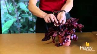 How to take a cutting from a begonia leaf  Hayes Garden World [upl. by Hares]