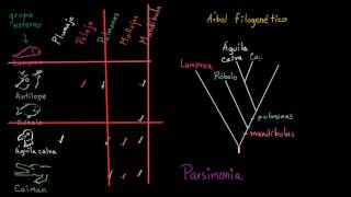 Entender y crear árboles filogenéticos  Biología  Khan Academy en Español [upl. by Eadahs]