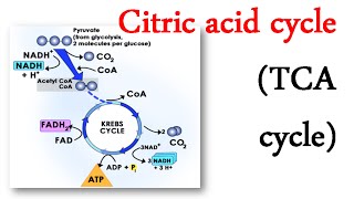 citric acid cycle biochemistry  citric acid cycle tricks  citric acid energetics and significance [upl. by Suravat]