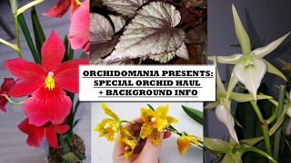 Orchidomania Presents Special Orchid Haul  Background Info [upl. by Aciruam]