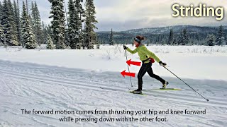 Basic Classic Ski Techniques Striding [upl. by Joappa]