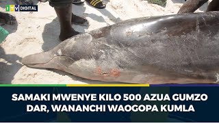 SAMAKI MWENYE KILO 500 AZUA GUMZO DAR WANANCHI WAOGOPA KUMLA [upl. by Mychael]