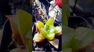 Haworthia Mutica succulant succulentsplanterspot haworthia shorts houseplants garden shorts [upl. by Erena]