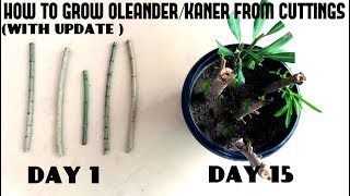 How to Grow OleanderKaner From CuttingsWith Update Video [upl. by Chavez]