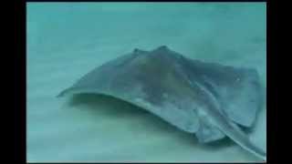 Save the Stingray  RIP Steve Irwin [upl. by Absa]