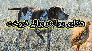 Shikari German Pointer Dog Available For Sale In Pakistan  Pointer Dog [upl. by Laleb]