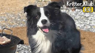 Border Collie Gets So Happy When THIS Is Spotted I Kritter Klub [upl. by Ophelia659]