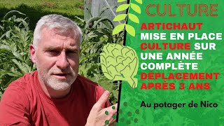 Réussir la culture des artichauts 🌳 facilement au potager et la duplication des plants [upl. by Anirt766]