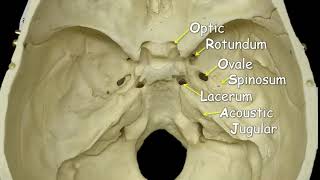 Cranial Foramina  Mnemonic Phrase [upl. by Allegna905]