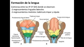 Embriología Sistema faríngeo arcos bolsas y hendiduras [upl. by Nuahsyt]