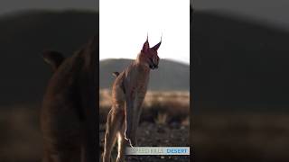 Caracals are expert jumpers capable of snatching birds midair when they get the timing right⁣ [upl. by Hnacogn577]