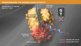 DNA Replication with a Proofreading Polymerase [upl. by Assilanna]