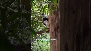 Águila arpia un ave en peligro  Santuario El Nido biología biólogo naturaleza [upl. by Viguerie83]