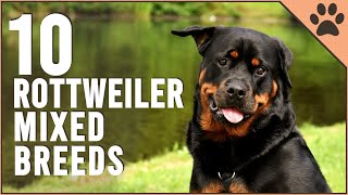 10 Rottweiler Mix Breeds  Dog World [upl. by Fergus]