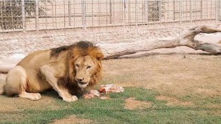 Lion Eating Meat Roar Sound Effect Loud [upl. by Sirraf]