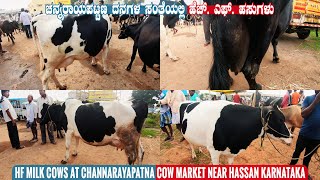 HF Cow for Sale at Channarayapatna Cow Market Near Hassan Karnataka  Cow in Indian Cow Market [upl. by Sylvan485]