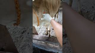 Sapi dara GALAK inject vitamin B12 animals cow shorts viralvideo [upl. by Ecnarwal]