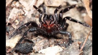 WORLDS MOST VENOMOUS SPIDER  THE SYDNEY FUNNELWEB SPIDER [upl. by Aziar]