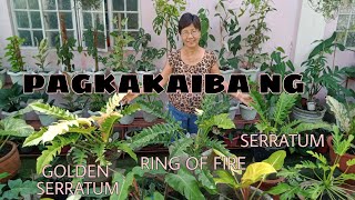 Pagkakaiba ng Philodendron Golden Serratum Ring of Fire and Serratum Ano nga ba [upl. by Kaylyn200]